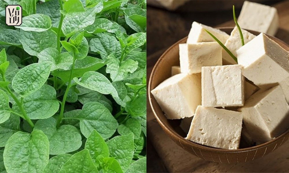 a bowl of tofu and a plant