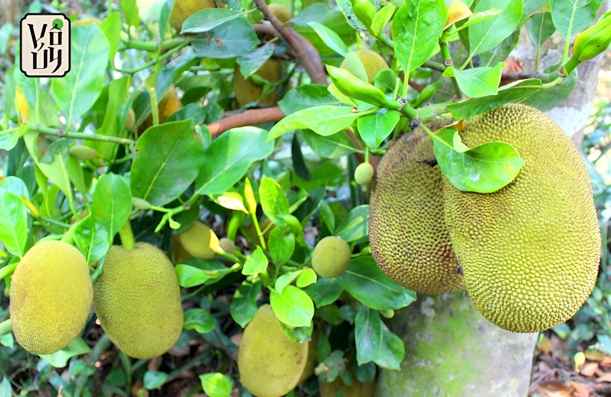 Mít non có giá trị dinh dưỡng như thế nào?