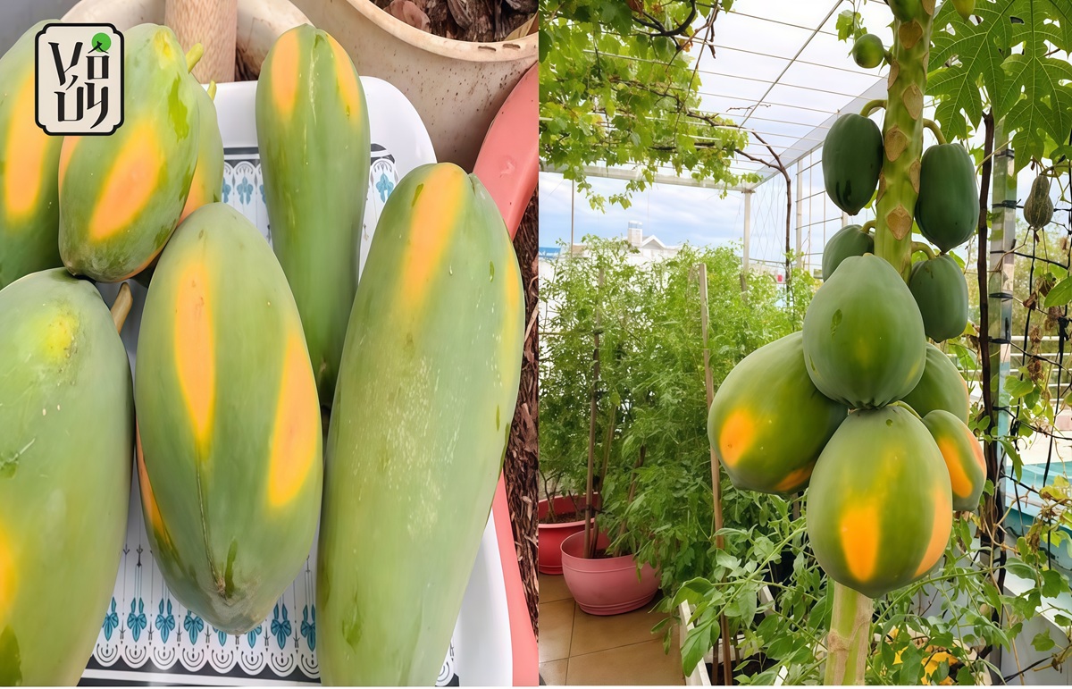 Nguyên liệu làm mắm đu đủ chay chuẩn vị