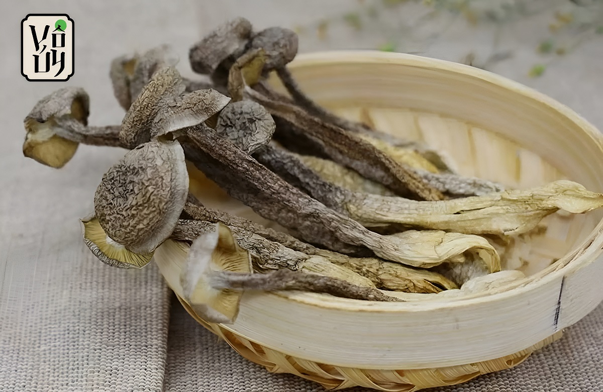 Nấm lộc nhung là gì?